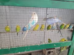 Healthy Australian Budgies for Sale – Rs. 300 Each / Rs. 600 Pair