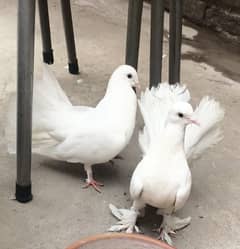 White Breeder lacky pair
