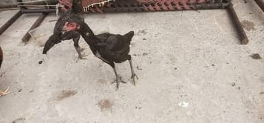 Aseel Hens for sale Aseel Murghi