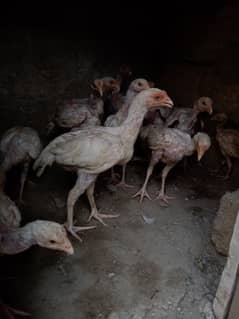 Heera chicks for sale