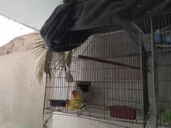 love bird pair with cage home