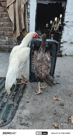 Shamo pair egg laying
