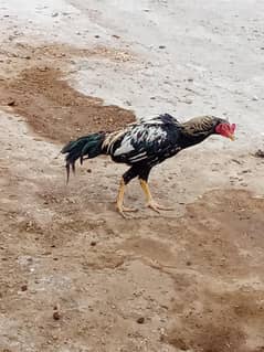 Black Aseel shamo murga