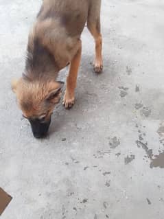 gar ki kutti