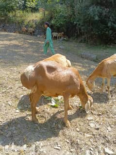 Turkey sheep females