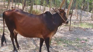 Buffalo 7.5 Month Gaban Gaaaye For Sale