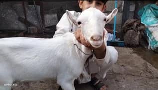 Teda Males Gulabi
