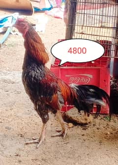 Aseel murga ,aseel chicks and pathe Desi hens,fancy hen for sale