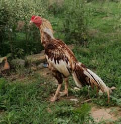 bajra Aseel