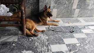 Female German shepherd
