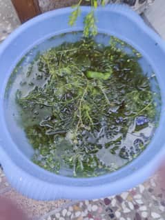 Hornwort