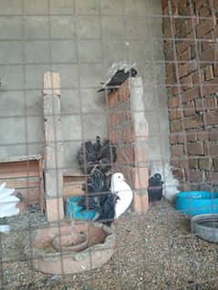 breeder pairs
