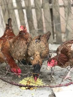 aseel hens pair