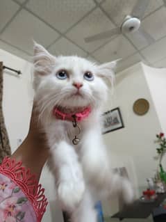 Persian kitten