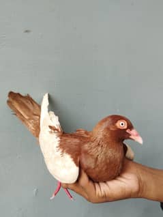 pigeon