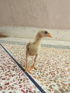 aseel Heera chicks quality chicks pair