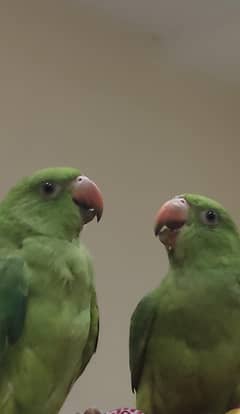 beautiful but parrots