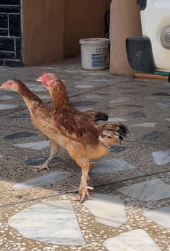 Fancy hen Pair hens for sell bantam age 2months