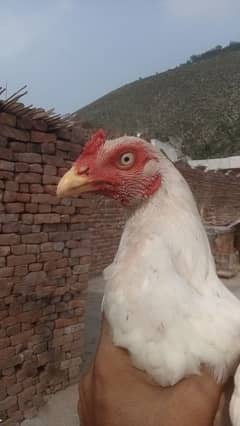 Aseel white Chena Mianwali phata for sale Whatsapp 03205349720