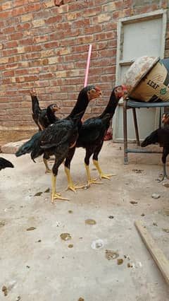 Pure BlaCk ShamOo German Breed imported