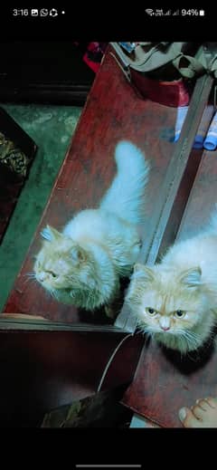 baby male cat and mother female cat