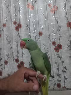 Raw female Parrot