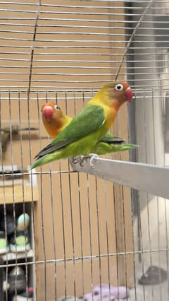 Love bird breeder pair