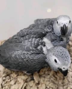 African grey parrot chicks for sale 03205985193