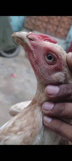 Aseel boski heera murgi