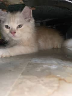 2 months kitty baby