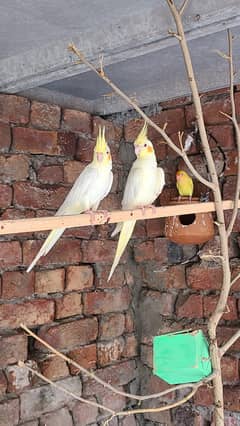 Cockatiel cream color red eyes pair