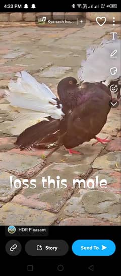 need black body white tail male
