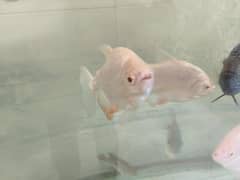 3ft aquarium, albino pacu, Giant gourami, parrot, short body texas