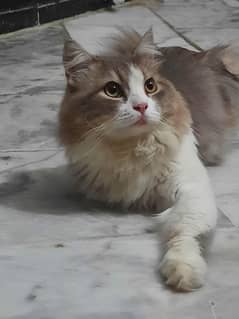 Persian Cat