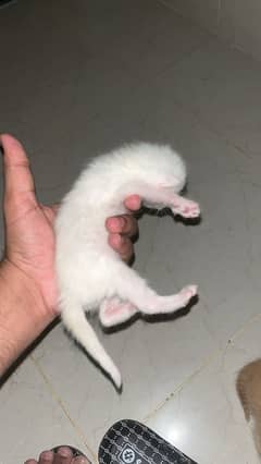10days kittens for sale