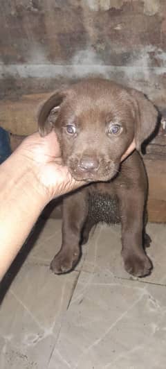 chocolate brown Labrador puppy