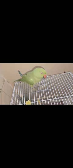 ring neck female breeder. 03158406877