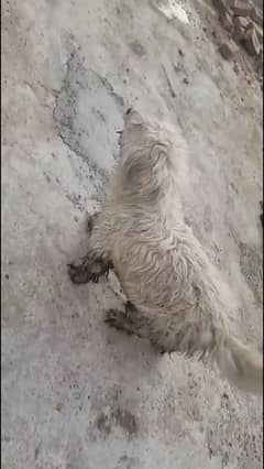 Puddle female pupp