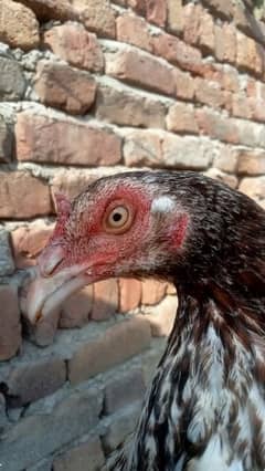 Aseel Mianwali dragon Face Madi For sale Whatsapp 03205349720