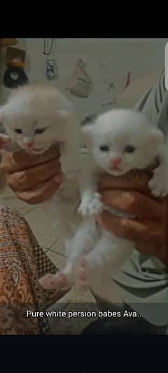 persion cats baby