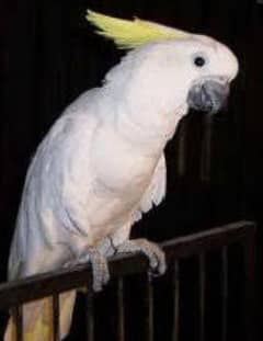 Macaw femail and triton cacatto