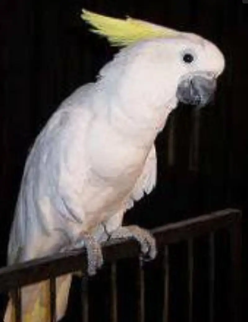 Macaw femail and triton cacatto