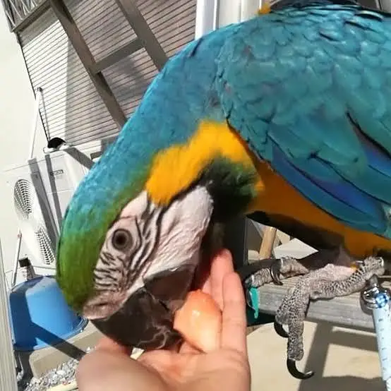 Macaw femail and triton cacatto — photo 2