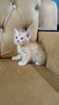 Persian