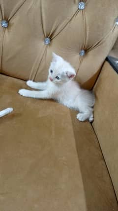 Persian cat for sale