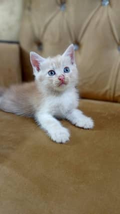 Persian