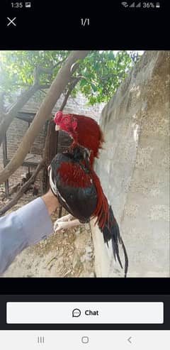 amroha