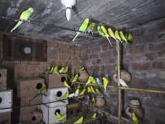 Budgies parrots for sale