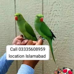 Single 7000 Hand Tamed Friendly Green Ring Neck Parrots Male/Female