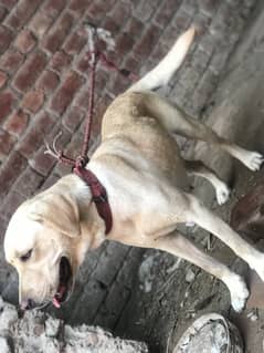 Labrador female